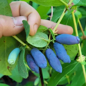 

Жимолость Блю Банана