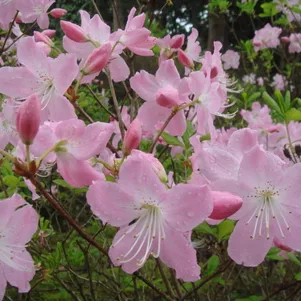 

Рододендрон Шлиппенбаха