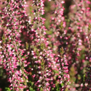 

Вереск Энджи