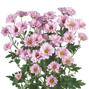 

Хризантема Бакарди Пинк