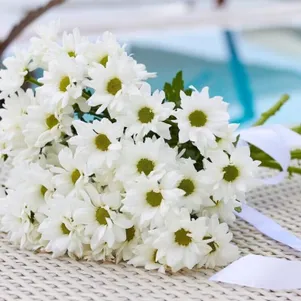 

Хризантема Бакарди белая