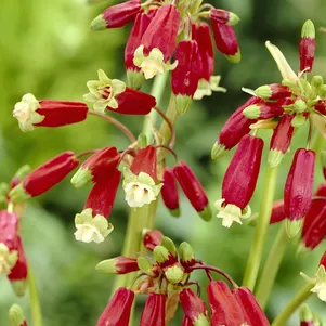 

Дихелостемма Ида Майя 2 шт