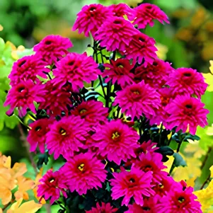 

Хризантема Беппи Супер