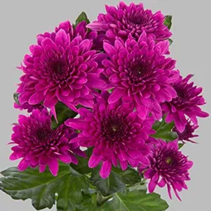 

Хризантема Пайтон Пурпл