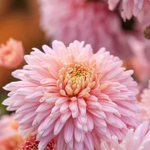 

Хризантема Зазноба