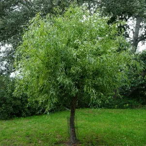 

Ива Матсудана (витые побеги)