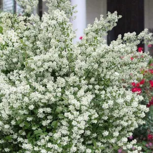 

Чубушник Глэтчер