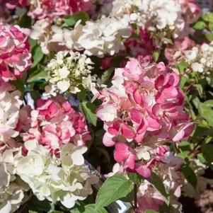 

Живая изгородь: Гортензия Диамантино 10шт