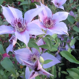 

Клематис Прауд Мари (3)