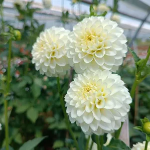 

Георгина Вайт Астер шаровидная помпонная