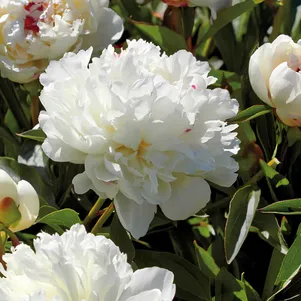 

Пион Фестива Максима, Питомник Юлии Олейник