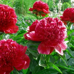 

Пион Ред Шарм, Питомник Юлии Олейник