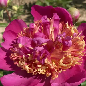 

Пион Том Экхард, Питомник Юлии Олейник