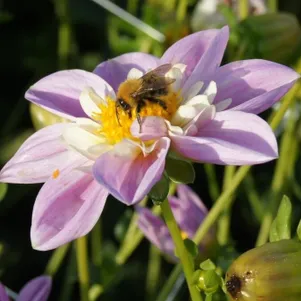 

Георгина Фамосо анемоновидная