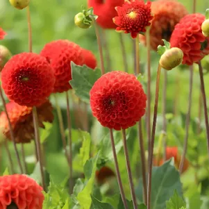 

Георгина Бантлинг помпонная