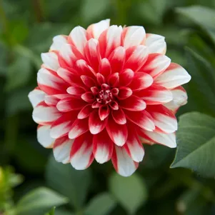 

Георгина Динамит декоративная