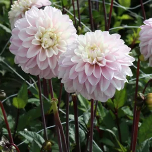 

Георгина Эспасио декоративная