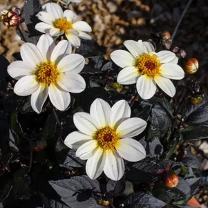 

Георгина Хэппи Дэйз Крем Вайт бордюрная