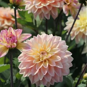 

Георгина Мондриан декоративная