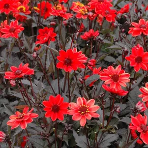 

Георгина Пульп Фикшн анемоновидная