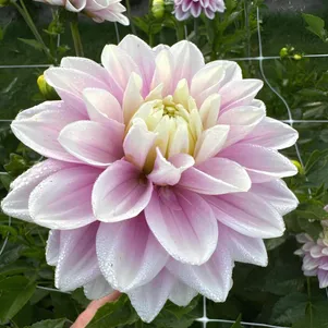 

Георгина Свит Люсиль декоративная