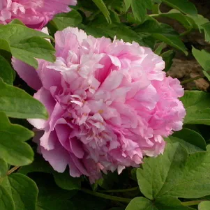 

Пион Лавандовый рассвет древовидный розово-голубой