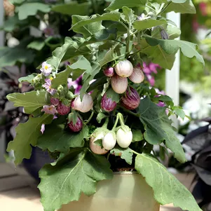 

Баклажан Бэйби Страйп F1 7 шт, Плазменные семена