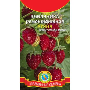 Земляника Руяна ремонтантная 004 г Плазменные семена 30₽
