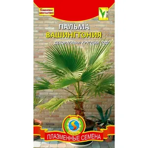 

Пальма Вашингтония 2 шт, Плазменные семена