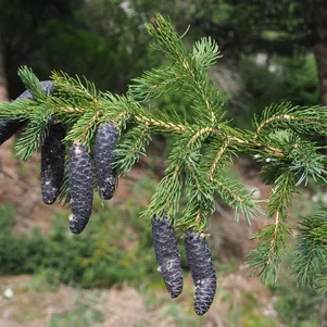 

Ель Тянь-шанская (семенная)