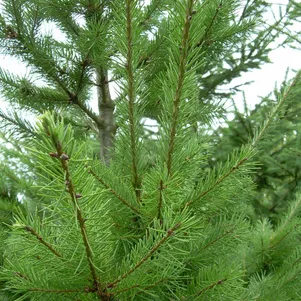 

Псевдотсуга Мензис (семенная)