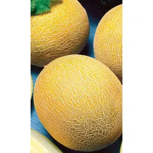 Дыня Прима цп Уральский дачник Семена Марс 31₽