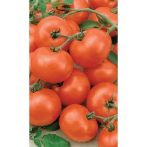 

Томат Никола F1 20 шт ц/п Уральский дачник, Семена Марс