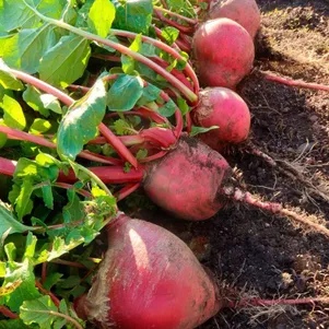 Редька Сахарная голова китайская цп Уральский дачник Семена Марс 31₽