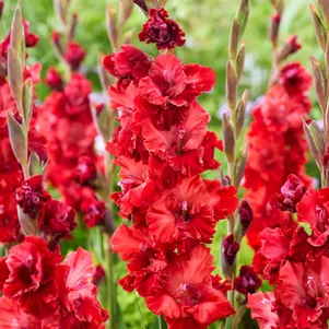 

Гладиолус Вельвет Распберри