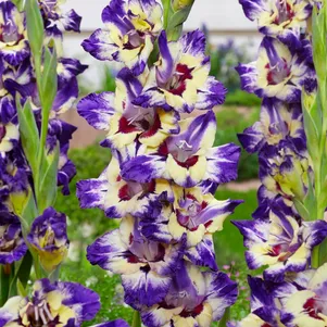 

Гладиолус Циркус Колор