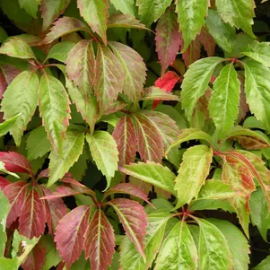 

Виноград девичий пятилисточковый Дон Жуан 5 шт, Семена Гавриш