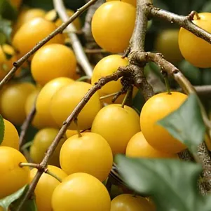 

Алыча Желтая Хопны