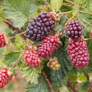 

Ежемалина Бойсенберри