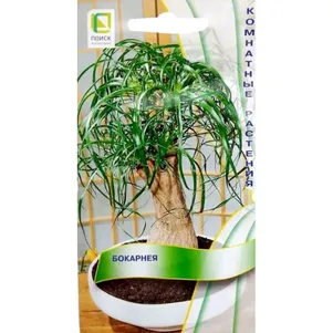 

Бокарнея 5 шт, Семена Поиск