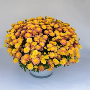 

Хризантема мультифлора Браншуга