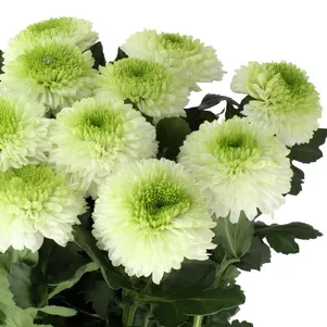 

Хризантема Алибаба тепл