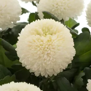 

Хризантема Борис Бекер тепл