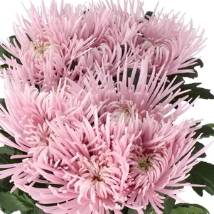 

Хризантема Каприол тепл