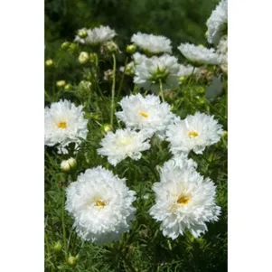 

Космея Махровая кнопка Белая 0,1 г, Семена Поиск