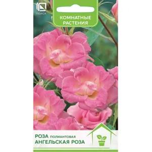 

Роза Ангельская полиантовая 5 шт, Семена Поиск