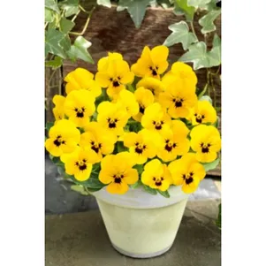 

Фиалка рогатая Эдмаер Еллоу Блотч 10 шт, Семена Поиск