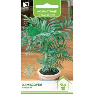 

Хамедорея Изящная 5 шт, Семена Поиск