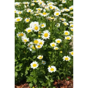 Хризантема Снегурочка 30 шт Семена Поиск 63₽