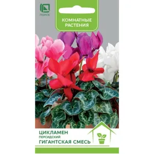 

Цикламен Гигантская смесь персидский 2 шт, Семена Поиск